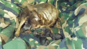 Выживут ли #новорожденные ЩЕНКИ #чихуахуа ? 13.08.23 Детки Ксюши и Лёвы #chihuahualove #щенкичихуа