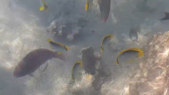 Пляж Фарша в Шарм-Эль-Шейхе