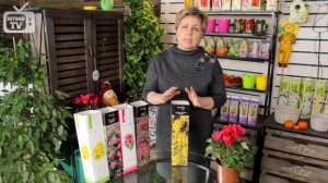 Барбарис Тунберга ? Описание сорта + советы по уходу