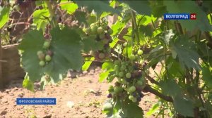 Волгоградское виноградарство обретает новую жизнь