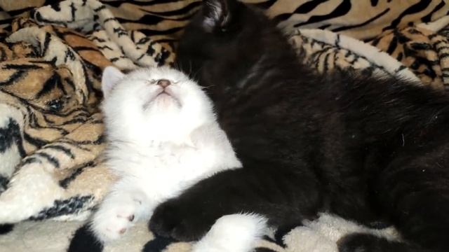 Паша и Белочка,Любовь,Шотландские котята, смотреть онлайн