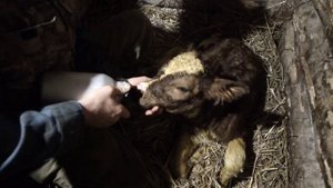 Первое поение телёнка