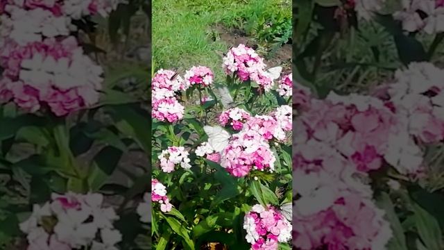 Гвоздика и бабочки.?