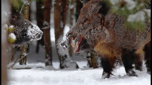 Кабаны и овсянки. Как зимой выживают птицы.