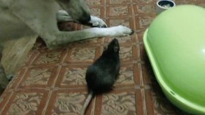 Крысы играют