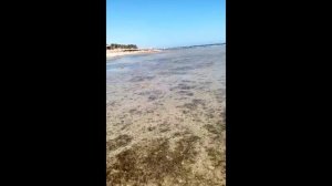 Отель PARK INN BY RADISSON 4* в Шарм-эль-Шейхе. МОРЕ И ПЛЯЖ.