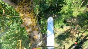 Арбористика‼️Удаление гигантских осин?(часть первая) Arboristry‼️Removal of giant trees?(part one)