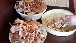 Сушу опята на зиму.Заготовки продолжаются.Зимой будут вкусные супчики