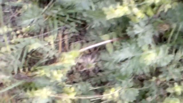 ? ЦВЕТЫ И ЛИСТЬЯ ОДУВАНЧИКА ПОМОГУТ ВАМ ИЗБАВИТЬСЯ ОТ МНОГИХ НЕДУГОВ . ? смотреть онлайн