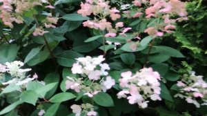 Метельчатая гортензия   'EARLY  SENSATION