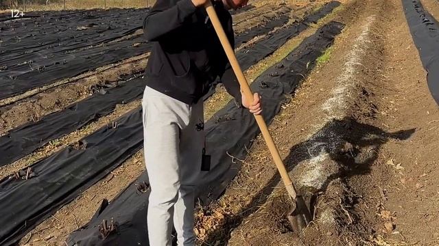 ❗️ КАК ПОСАДИТЬ ПИОНЫ ОСЕНЬЮ! Наш проверенный опыт: как правильно подготовить корни и посадить пион