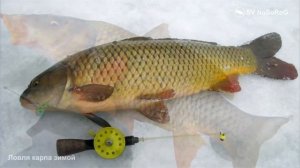 Ловля карпа зимой