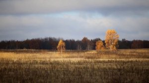 И цветы, и шмели, и трава, и колосья