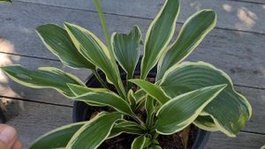 Похожие сорта хост