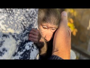Люська настолько испугалась стаи гамадрил, что ВЦЕПИЛАСЬ во ВЛАА! Люся между ОТЦОМ и ПАПОЙ!