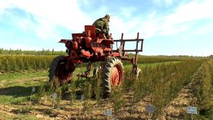 Питомник Вашутино в Зубцове