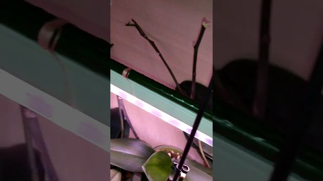 Первое домашнее цветение орхидеи. смотреть онлайн