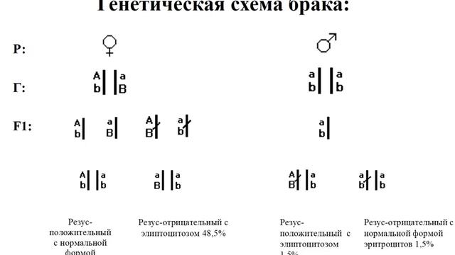 10 Сцепленное наследование. Полное и неполное сцепление генов. смотреть онлайн