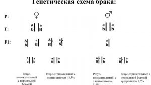 10 Сцепленное наследование. Полное и неполное сцепление генов.