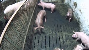 465‼️Купирую хвосты, обламываю клыки, ставлю седимин трех дневным поросятам ‼️