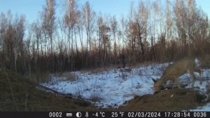 ОХОТА НА КОСУЛЮ С ФОТОЛОВУШКОЙ#АМУРСКАЯОБЛАСТЬ#