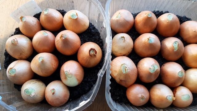 Выращиваем зеленый лук из репчатого