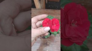 Пеларгония PAC Red Sybil