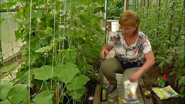 Дачники. Уход за водоемом на участке. Формирование огурцов в теплице смотреть онлайн
