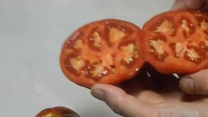 Томат Донецкий урожайный. Обзор зрелых плодов.