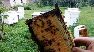 красивый мёд в сотах (август 2023г)