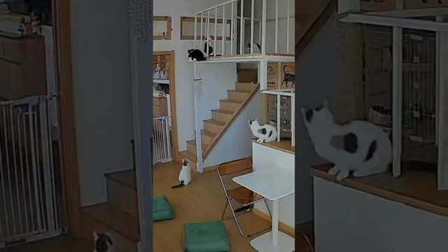 ДомашниеПитомцы