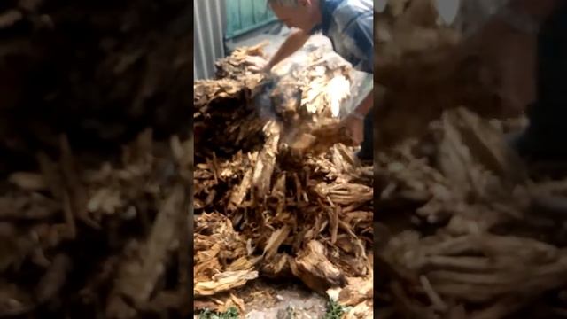 Дерево которое горит само по себе смотреть онлайн