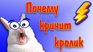 Почему кричит кролик? Звук орущего кролика