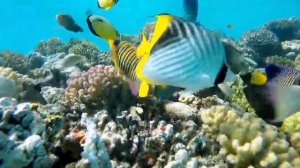 Урок по вокалу для детей. Онлайн вокал. MUSICWAY