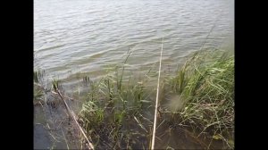 Ловля карася летом. Простая рыбалка на карася.20.08.2016. Simple fishing.