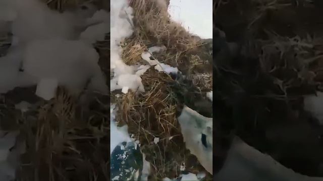 КРИКИ О ПОМОЩИ😭 смотреть онлайн