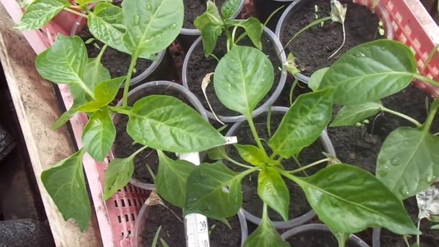 ЧУДЕСА ВЫНОСЛИВОСТИ СЛАДКОГО ПЕРЦА. Ольга Чернова. смотреть онлайн