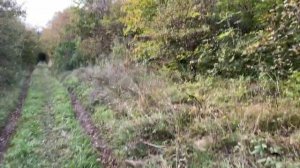 Небывалый урожай грибов на юге Краснодарского края. Прогулка по лесу