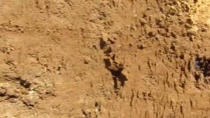 ,,Болотная Руда,, ? Limonite. Лимонит.