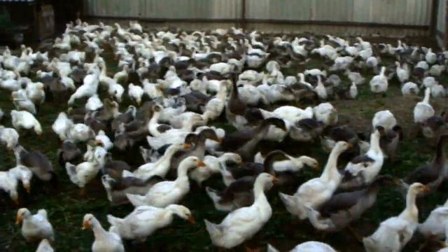 Круговорот гусей в природе смотреть онлайн