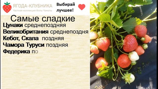 Самые сладкие и крупные сорта клубники на  весну 24 г