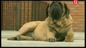 Все породы собак. Английский мастиф