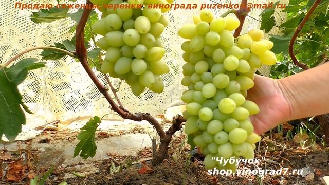 Виноград ПОДСНЕЖНИК - янтарный, ранний, крупные грозди и ягоды с фруктовым вкусом (Пузенко Наталья смотреть онлайн