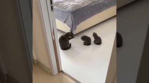 Мама-кошка учит своих котят умываться, распространите!