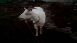 Коза кричит Бе-е-е