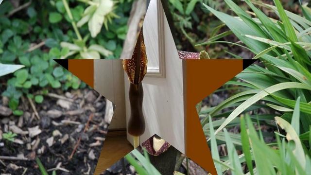 САУРОМАТУМ  (SAUROMATUM)  сем. Ароидные