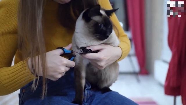 как подстричь когти кошке