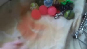 Моя первая сквиши собачка Афина вольер Афины что нужно для собачки