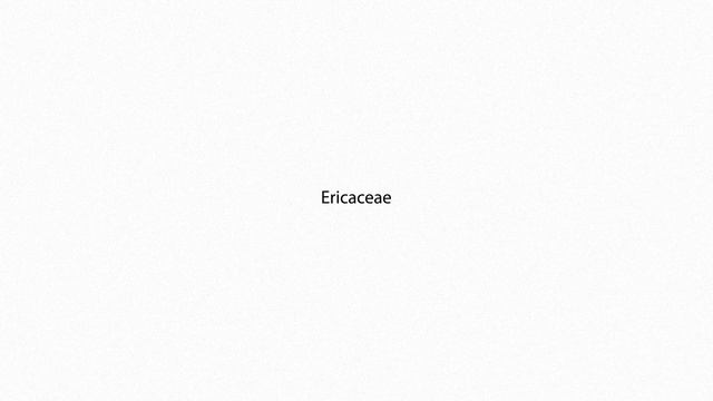 Ericaceae PRONUNCIATION смотреть онлайн