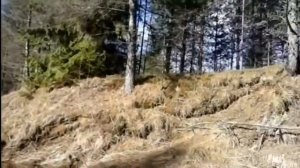 Сплав по реке Шарья